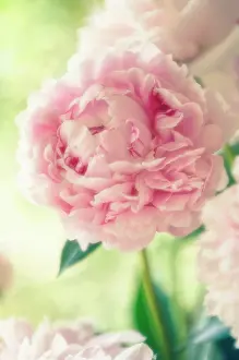 Paeonia: Peony