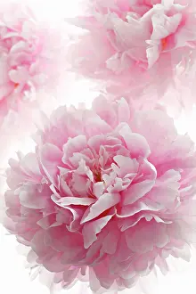 Paeonia: Peony