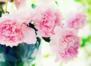 Blown: Peony