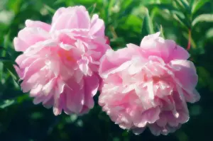 Blown: Peony