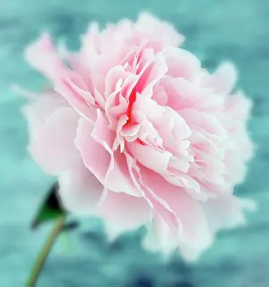 Paeonia: Peony