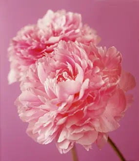 Paeonia: Peony, Paeonia lactiflora Sarah Bernhardt, Two