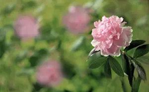 Ilex: Peony, Paeonia lactiflora Sarah Bernhardt, Side