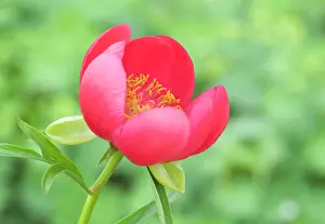 Lobata: Peony