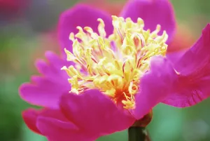 Majesty: Peony