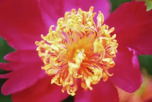 Majesty: Peony