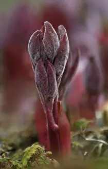 Beginning: Peony
