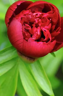 Paeonia: Peony