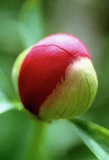 Silky: Peony