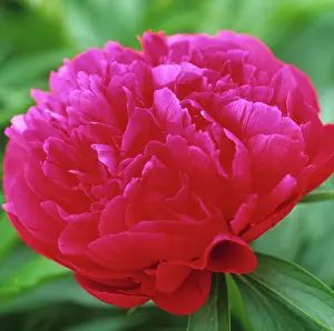 Plena: Peony
