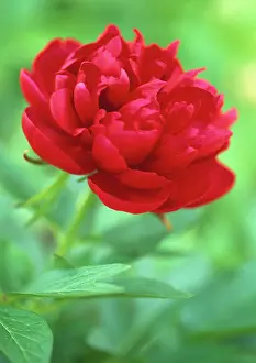Plena: Peony