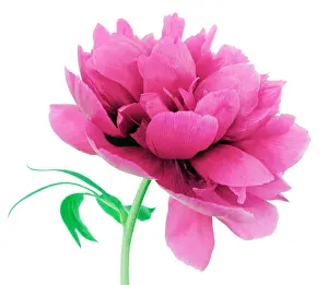 Paeonia: Peony