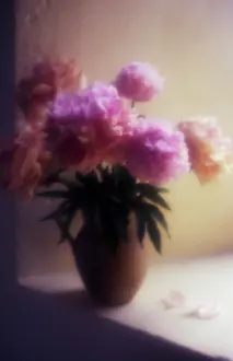 Sarah: Peony
