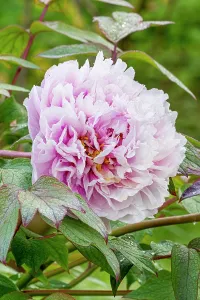 Whites: Peony (Paeonia suffriticosa) Lambertiana Breeder
