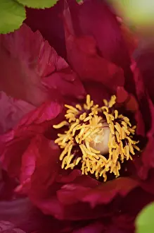 Suffruticosa: Peony