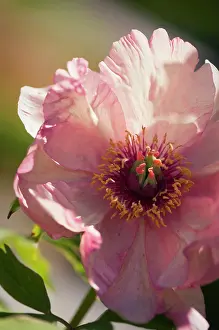 Suffruticosa: Peony