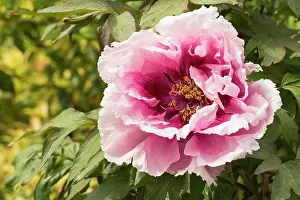 Paeonia: Peony, Paeonia suffruticosa, Pink subject