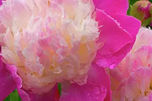 Raindrop: Peony with raindrops - Olympic Pennisula