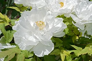 Paeonia: Peony Shimane Renkaku in bloom in a garden