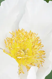 Paeonia: Peony Whitleyi Major, Paeonia lactiflora Whitleyi