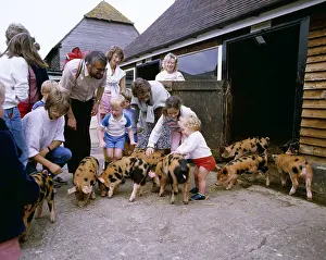 Stroking: PEOPLE ON FARM VISIT - with piglets