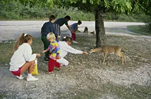 Whitetail: People Illegally Feeding Key Deer