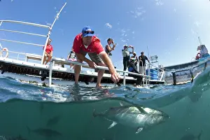 Lincoln: People observing Southern Bluefin Tuna