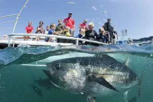 Lincoln: People observing Southern Bluefin Tuna