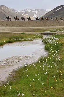 Vulcanic: Horse