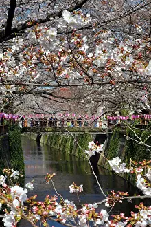 Viewing: People viewing the cherry blossoms from a bridge
