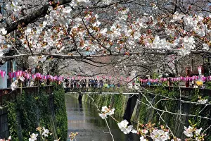 Traditions: People viewing the cherry blossoms from a bridge