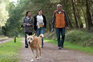 Heuvelrug: People walking the dog on forest path