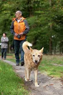 Heuvelrug: People walking the dog on forest path