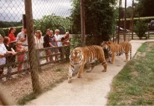 Zoos: PEOPLE AT ZOO - Looking at tigers
