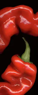 Annuum: Pepper