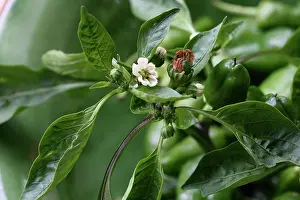Flavoring: Pepper