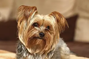Pepper: Pepper