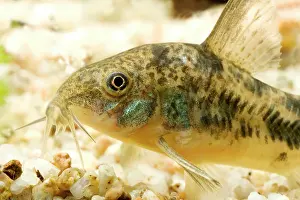 Peppered: Pepper Cory