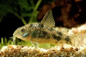 Peppered: Pepper Cory