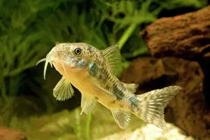 Peppered: Pepper Cory
