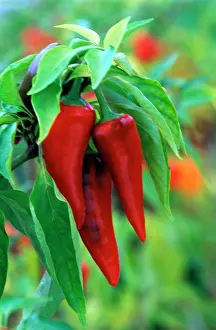 Peppers: Pepper -'Cyklon - (under glass)