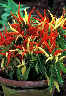 Peppers: Pepper - Medusa (under glass)