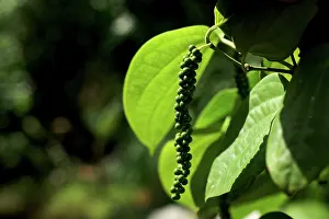 Peppers: Pepper Plant