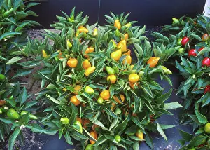Peppers: Pepper plants