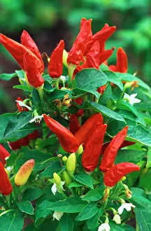 Peppers: Pepper - Red Missile (under glass)
