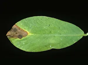 Pepper: Pepper Spot disease on Peanut leaf