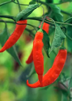 Peppers: Pepper - T.G. Yellow Azi - (under glass)