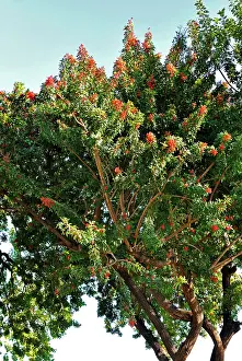 Peppers: Pepper Tree - Botanical Garden, La Gomera, Canary Is