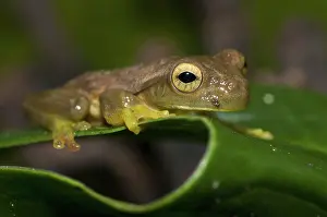Tambopata: Pepper treefrog (Rana Lechera Comun)