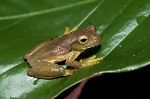 Pepper: Pepper treefrog (Rana Lechera Comun)